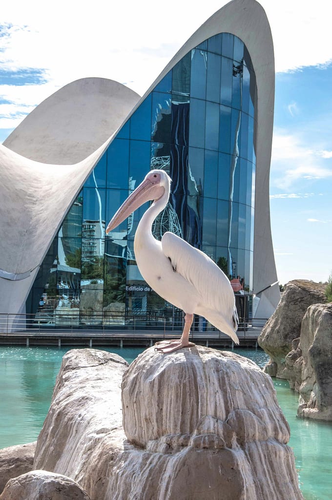 Ptak w oceanarium w Walencji