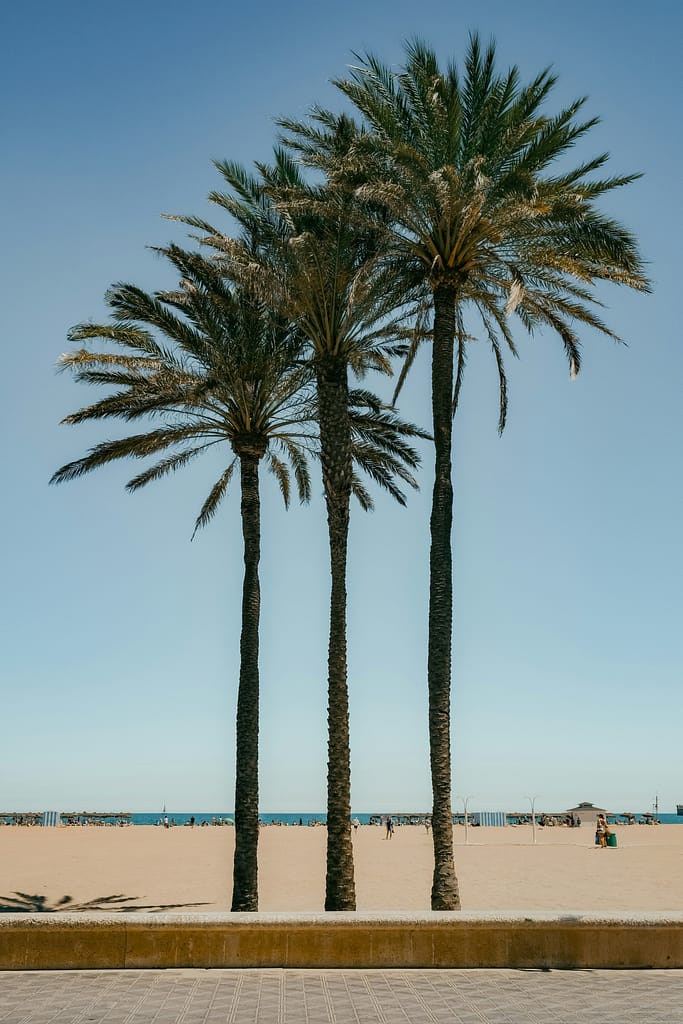 Palmy na plaży w Walencji
