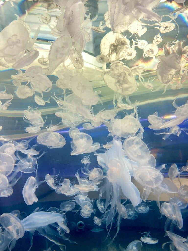 Meduzy w Oceanarium
