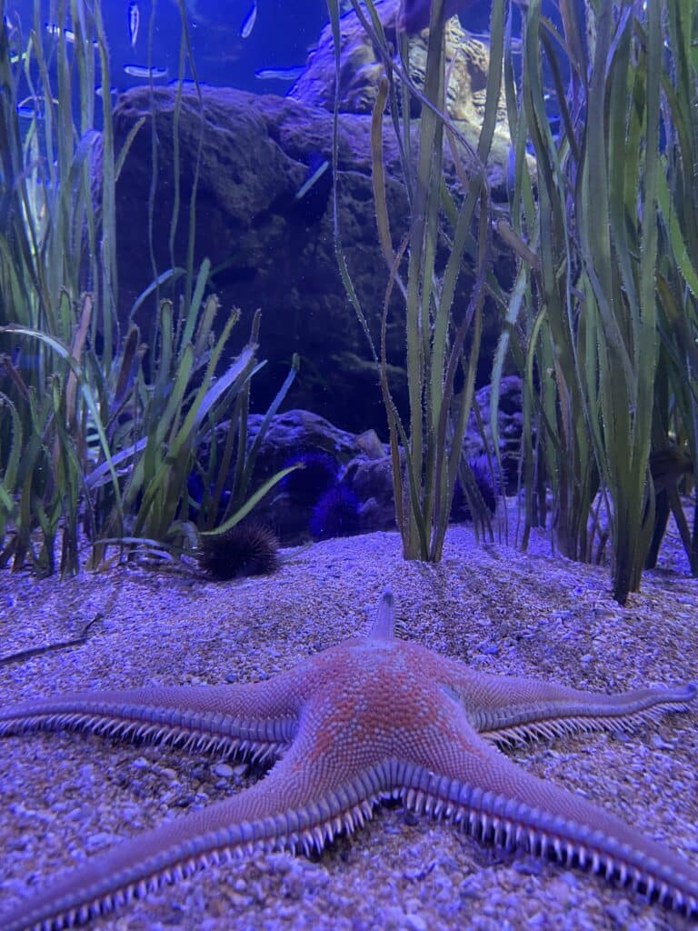 Rozgwiazda w Oceanarium w Walencji